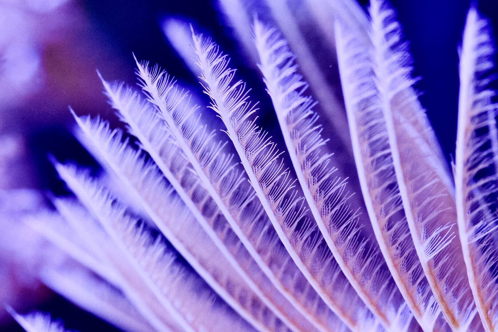 feather duster d.jpg