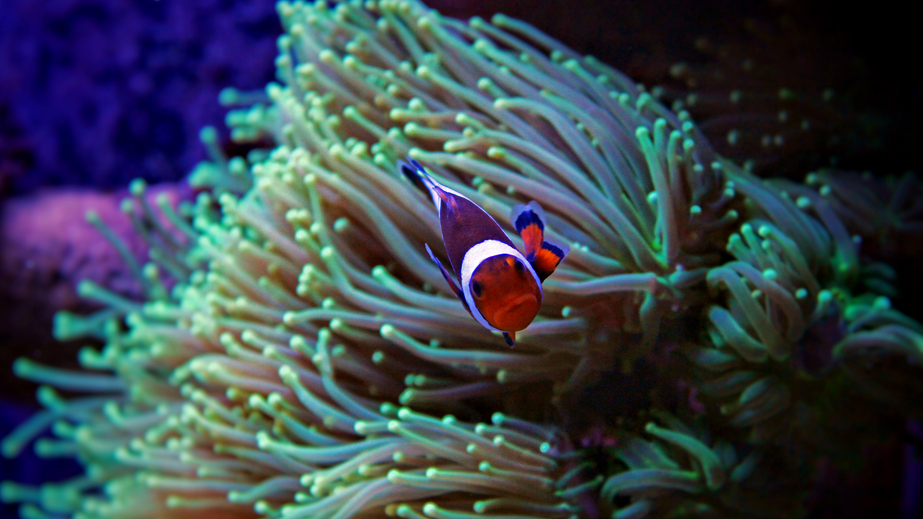 Clownfish-in-Tropical-aquarium-000091636155_Small.jpg