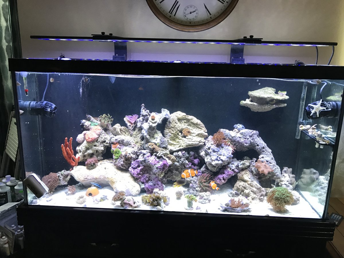 Innovative Marine Sr 80 Reef2Reef