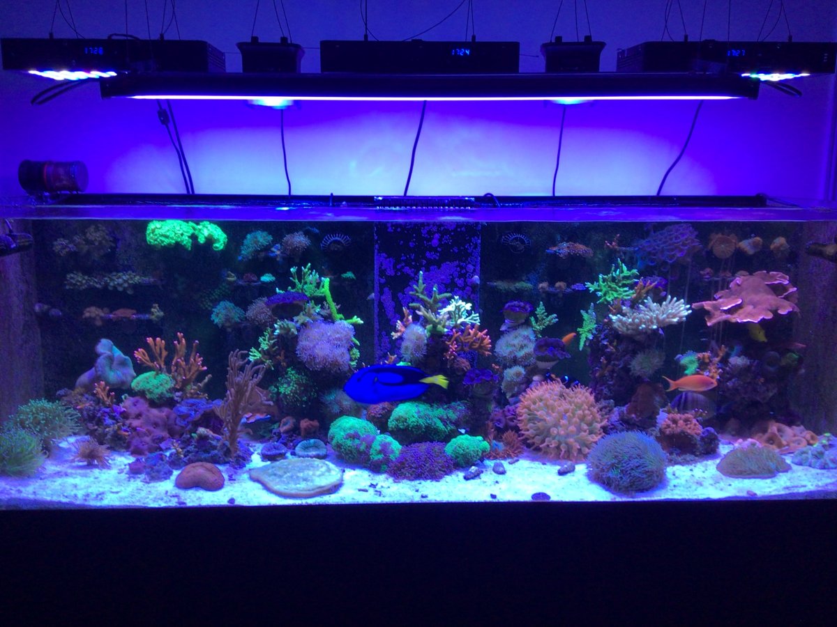 Chinese lights | REEF2REEF Saltwater and Reef Aquarium Forum