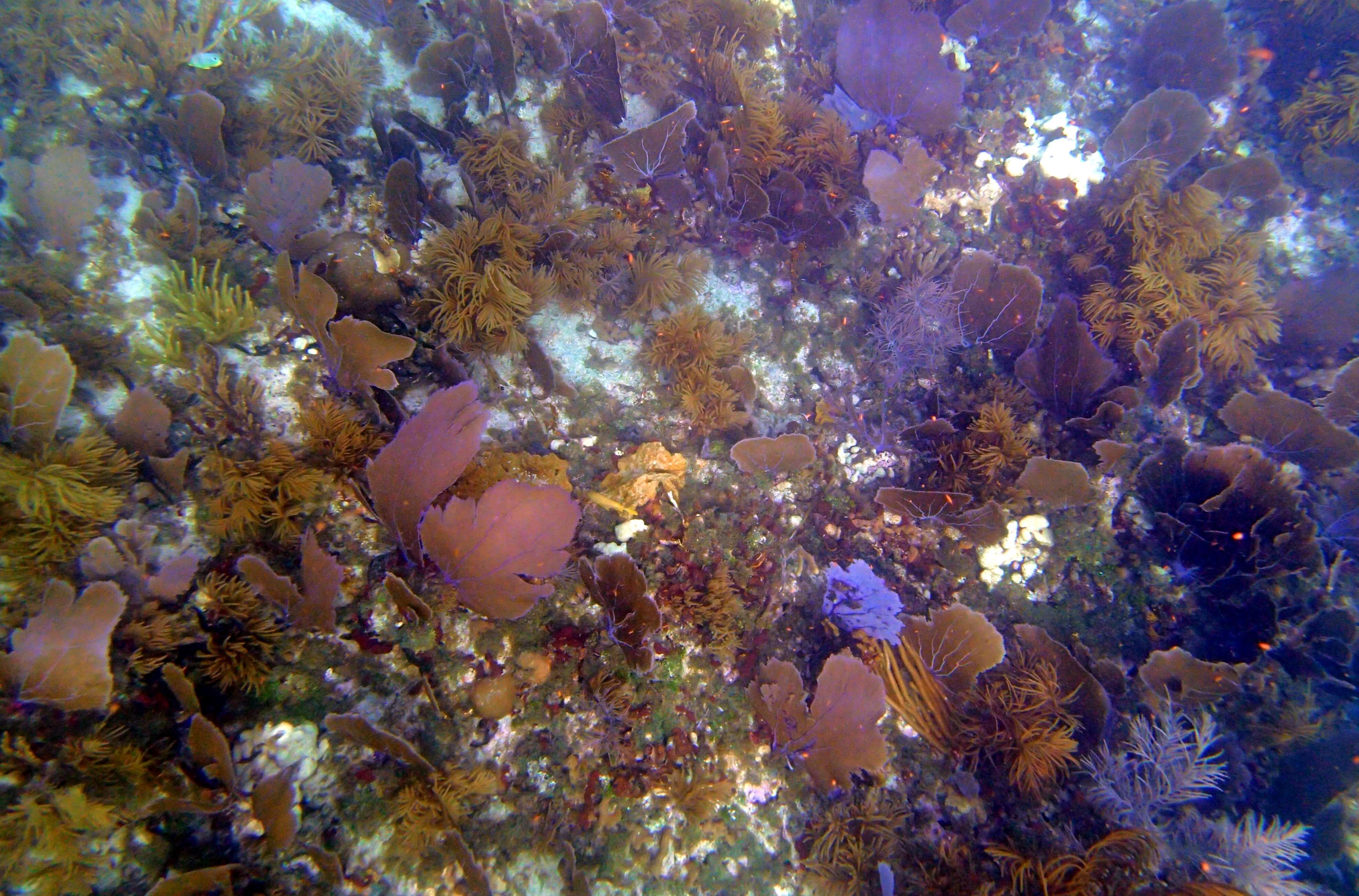 02-corals-about-10-feet-down-at-the-big-reef-jpg.967604