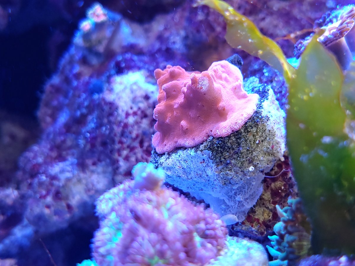 What is this red encrusting coral? | REEF2REEF Saltwater and Reef ...