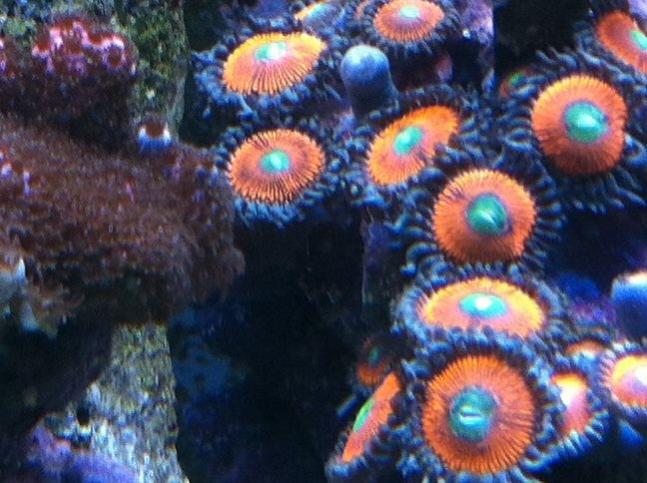 Zoanthid/Paly Spotlight: Lord of the Ring (LOTR) | REEF2REEF Saltwater and  Reef Aquarium Forum