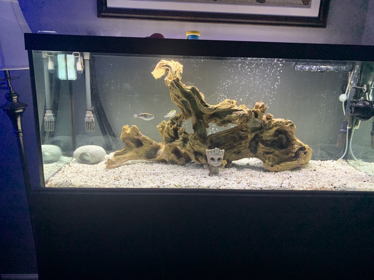 Wisconsin - Green spotted puffer rehome | REEF2REEF Saltwater and Reef  Aquarium Forum