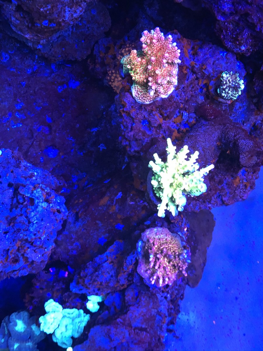 Show off your TSA Acros | Page 2 | REEF2REEF Saltwater and Reef ...