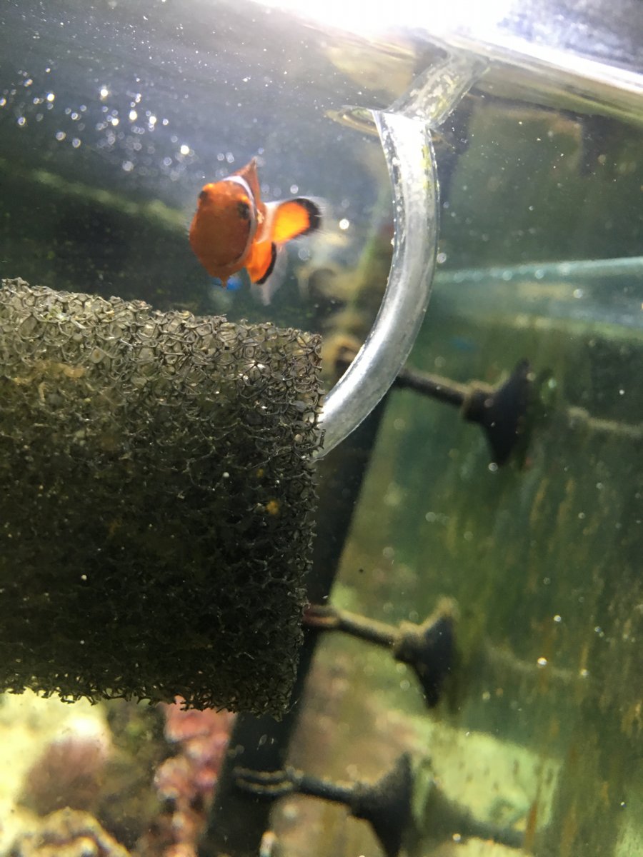 Clown fish string hanging from stomach  REEF2REEF Saltwater and Reef  Aquarium Forum