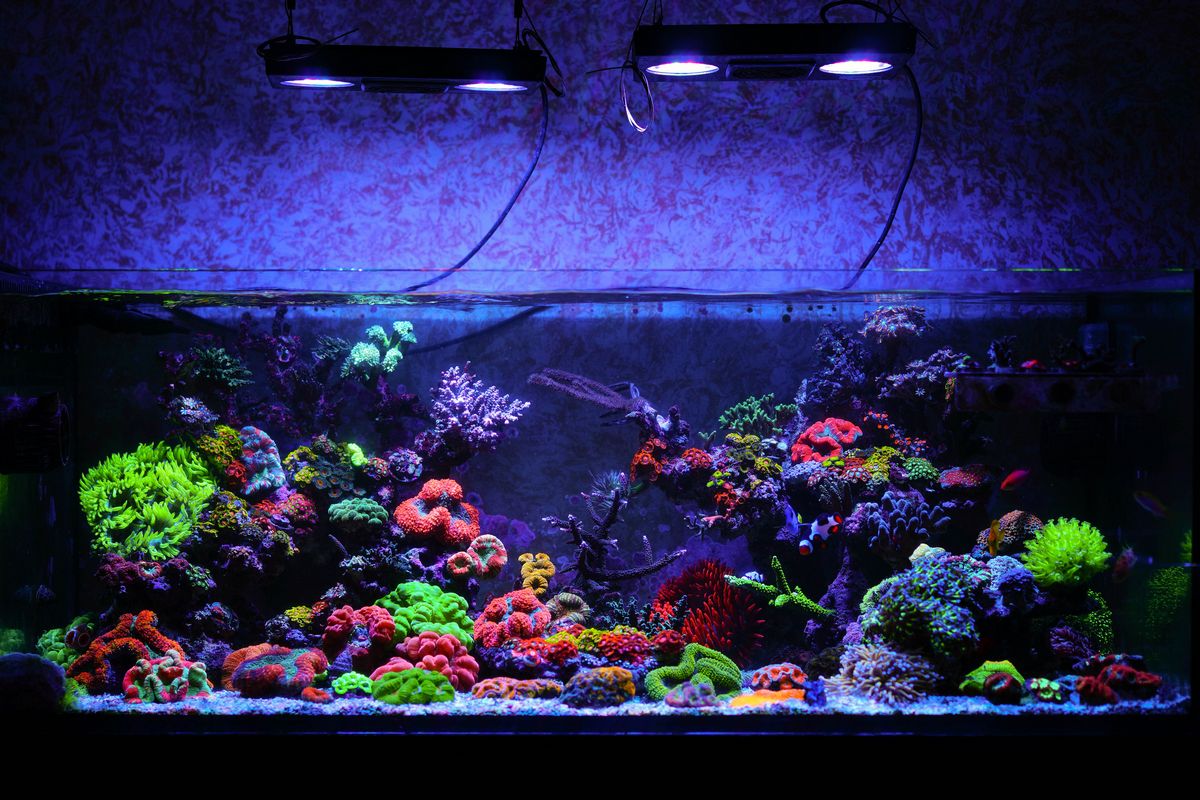 billedtekst Mos Enrich QUESTION OF THE DAY - LPS Corals: Are they your "thang" and which ones do  you like best? | REEF2REEF Saltwater and Reef Aquarium Forum