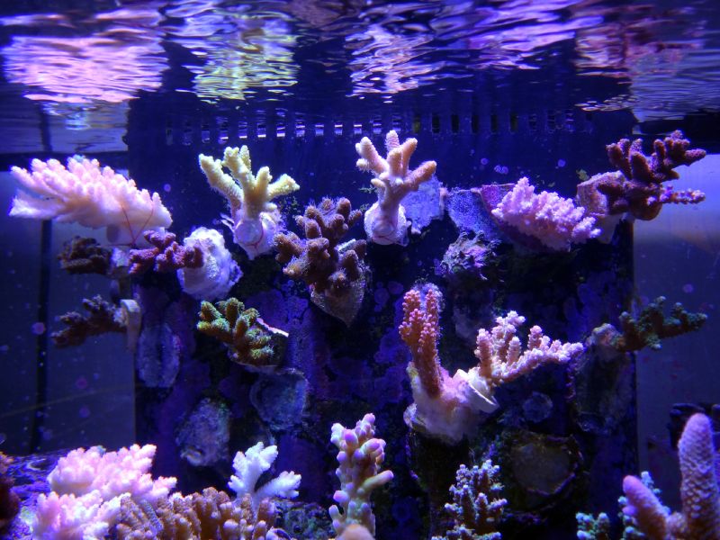 How many of you mount frags on the back wall or overflow of your tank? |  REEF2REEF Saltwater and Reef Aquarium Forum