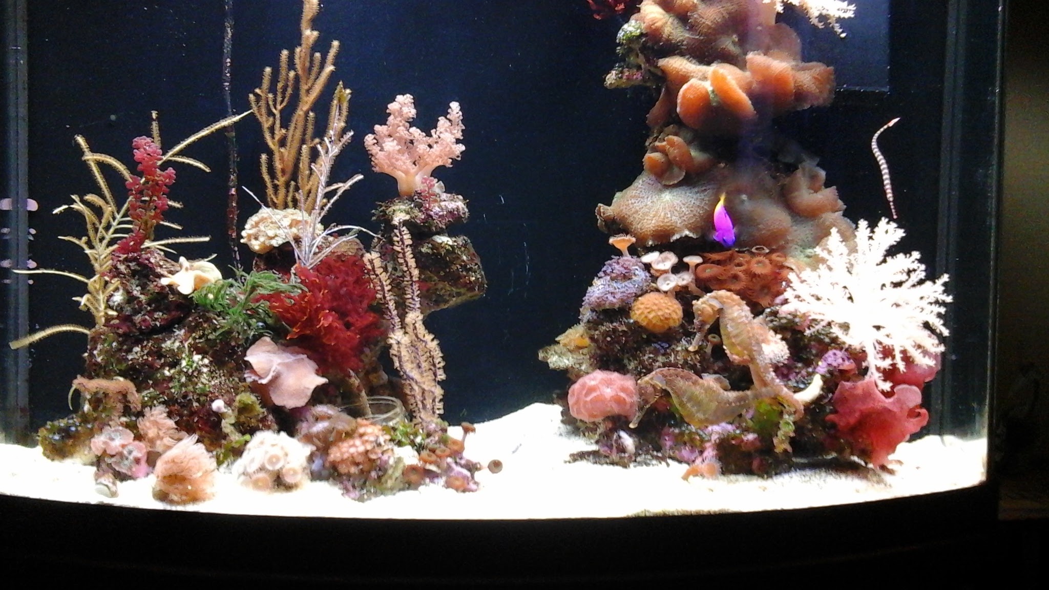Seahorse Aquariums