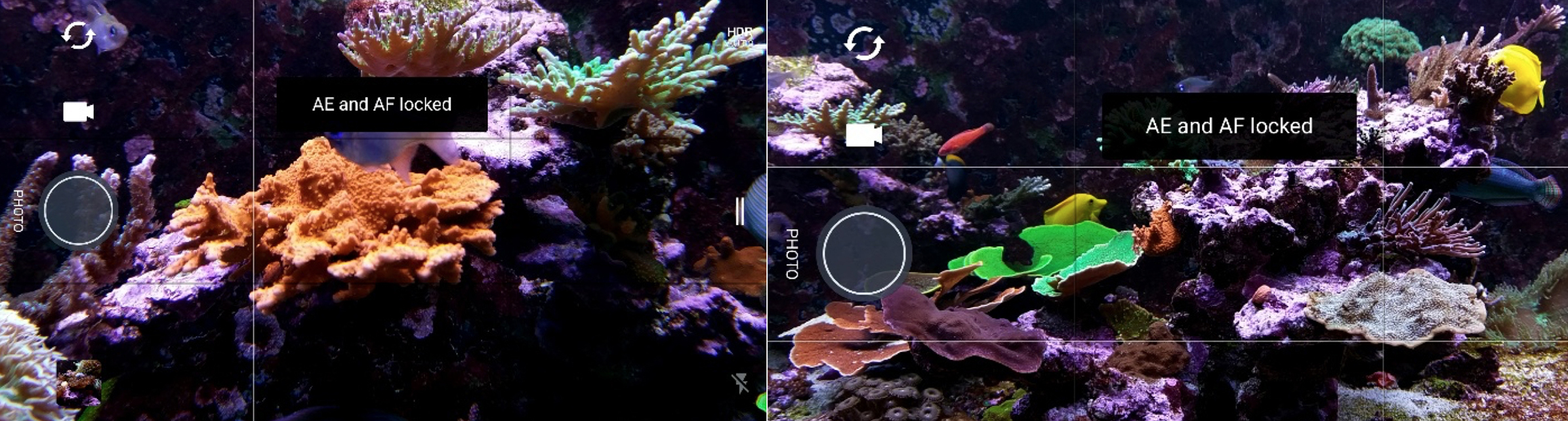 Your Guide to Aquarium Photography #5 - Taking Better Pictures with Mobile  Phone Cameras | REEF2REEF Saltwater and Reef Aquarium Forum