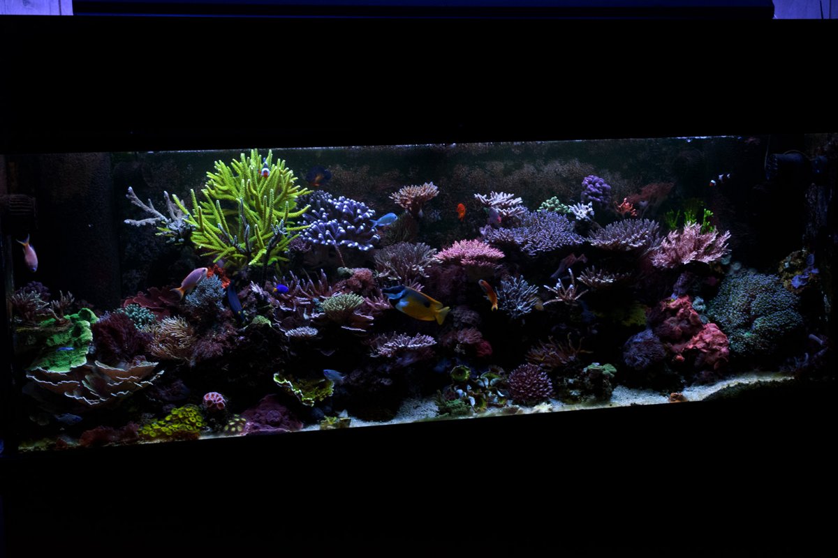 Reef Tank 365 - Reef Tank 365 Featured Tank By Markalot | REEF2REEF ...