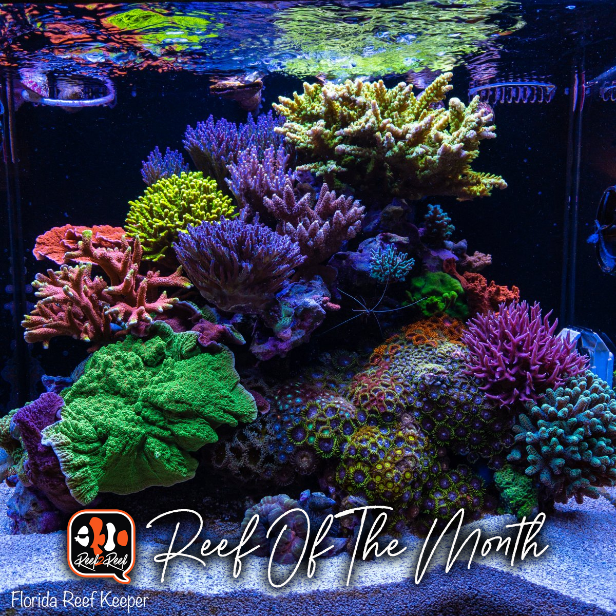 1 Reef of the month - Title.jpg