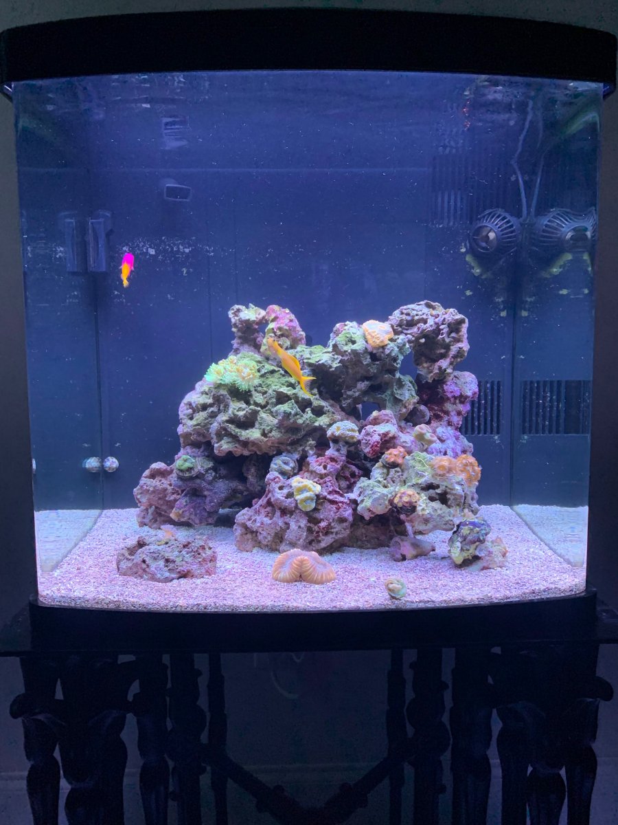 2022 Full Tank Shots (FTS) photos! Show off your reef here! | REEF2REEF ...
