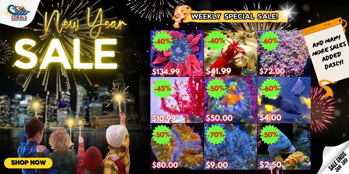 12.28.23 New Year Sale Website Banner.png