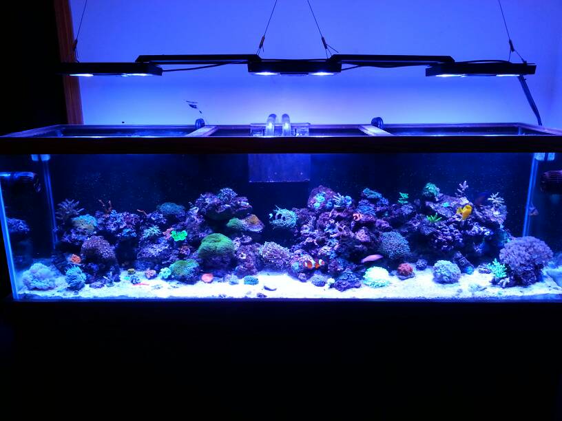 How do you hang 'YOUR' lights? Looking for ideas!! | REEF2REEF Saltwater  and Reef Aquarium Forum