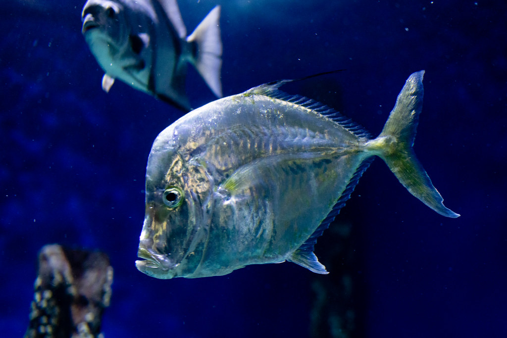 Beauty in the Eye of the beholder: The World Ugliest Fish