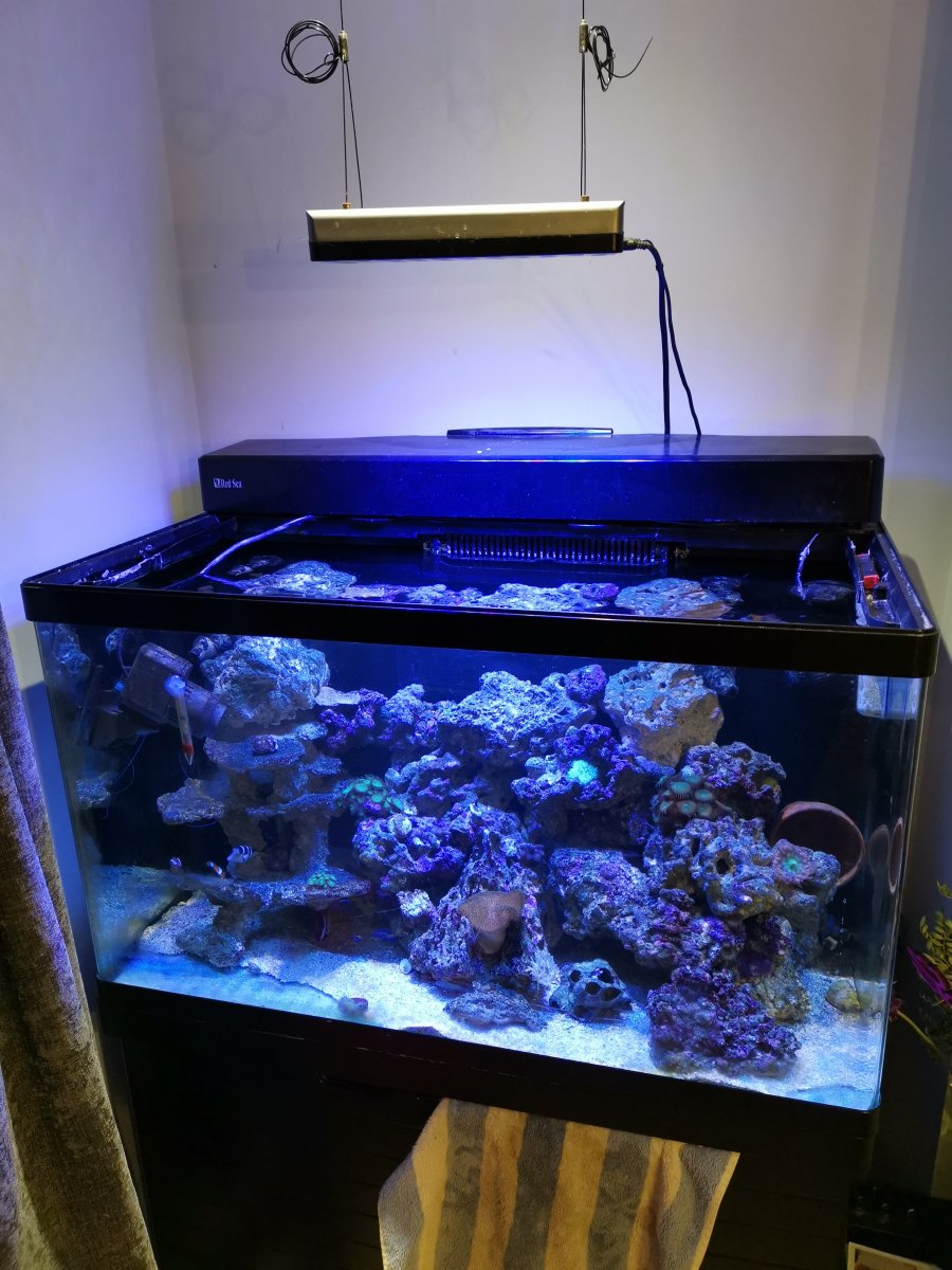 Red Sea Max 250l - LED Lighting upgrade Advice and help | REEF2REEF  Saltwater and Reef Aquarium Forum