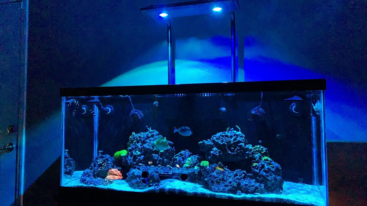 Reef Tank 365 - Reef Tank 365 Featuring Rossko's 75 Gallon Build ...