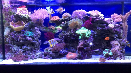 90 Gallon Reef Tank  Saltwater tank, Fish tank, Reef tank