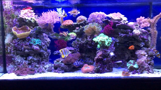 90 gallon hot sale aquarium filter