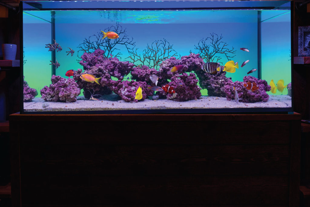 Show off Your Aquariums with clear backgrounds! - Reef Central Online  Community