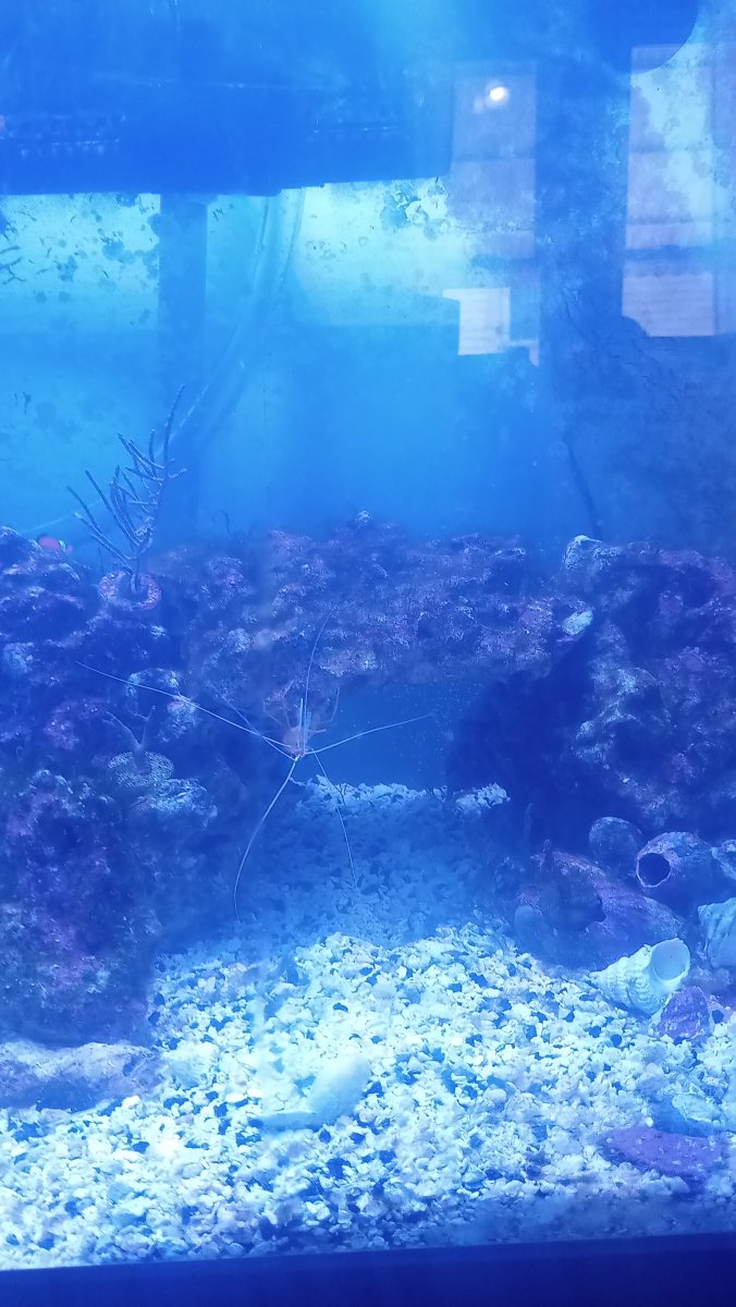 Is this rubbermaid trash can reef safe?  REEF2REEF Saltwater and Reef  Aquarium Forum