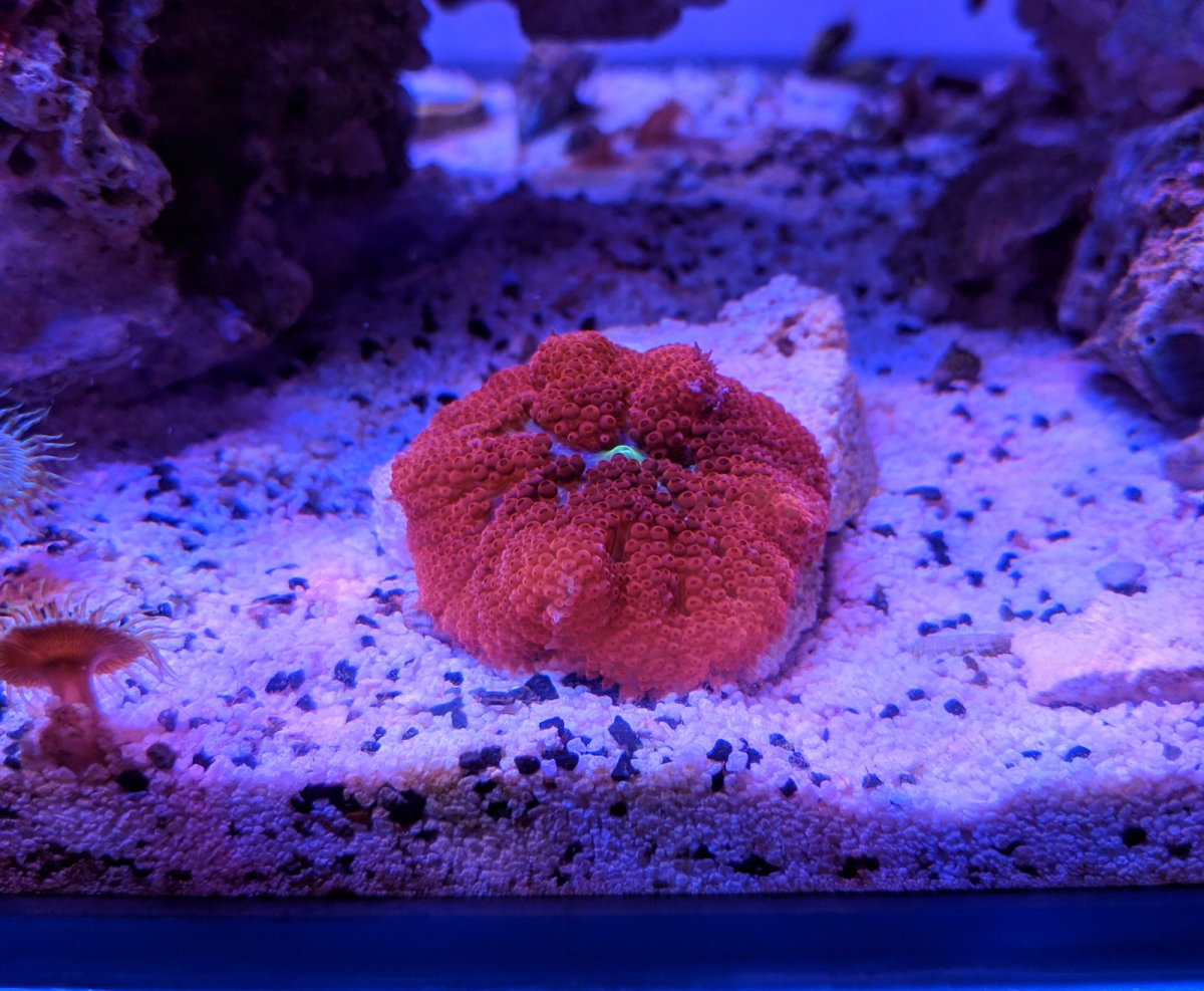 Bali Red" carpet anemones? Anyone seen them for sale? | REEF2REEF Saltwater  and Reef Aquarium Forum