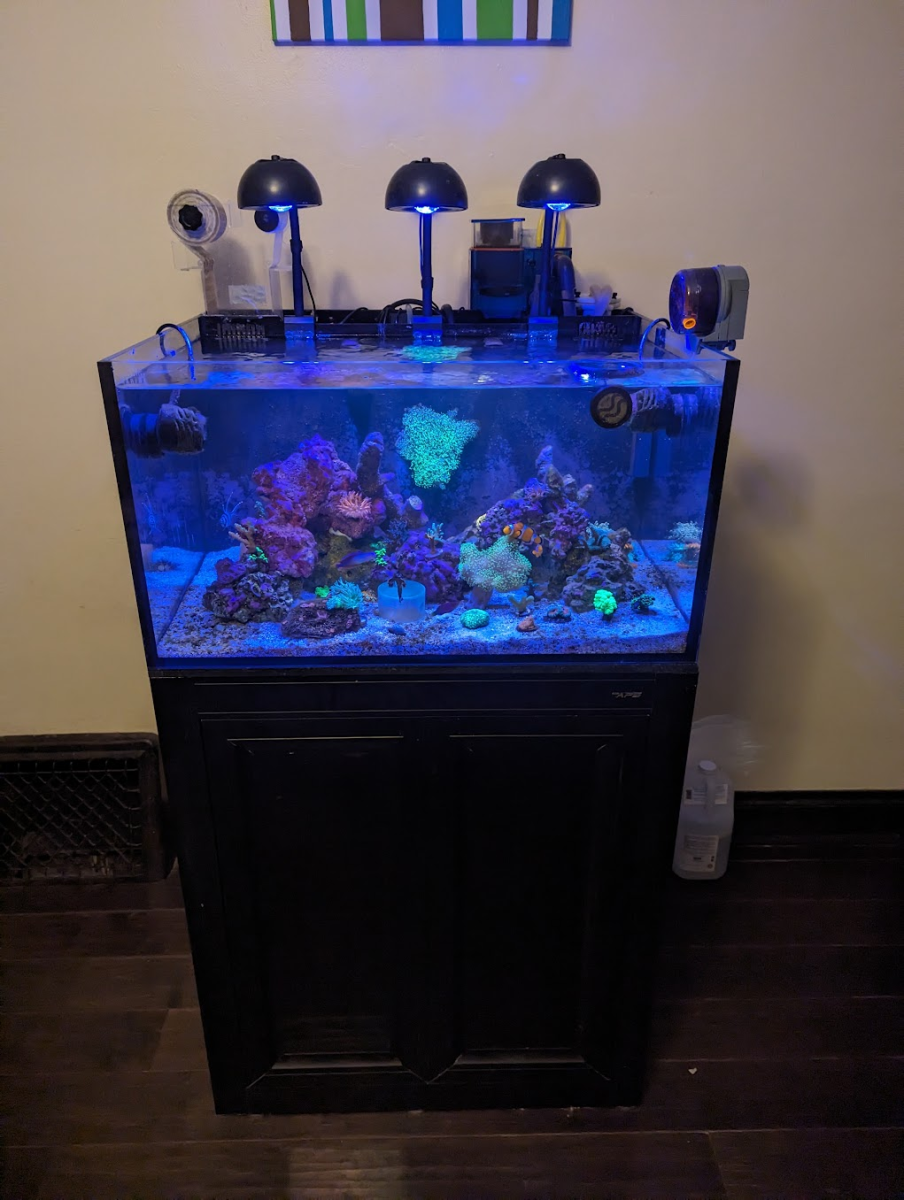 AIO vs Sump | Reef2Reef