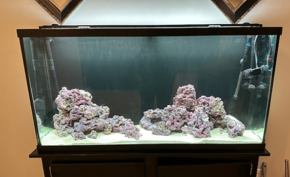 Build Thread - 60 gallon canister first time salt tank | REEF2REEF ...