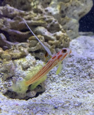 Burrowing gobies and sand grain size | Reef2Reef