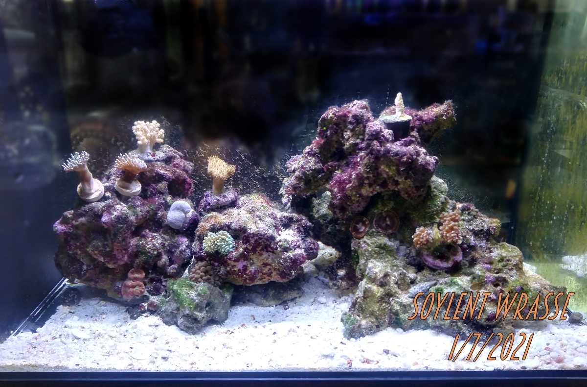 Nano tank Light Battle Royale - Does $$$ mean more growth? | REEF2REEF  Saltwater and Reef Aquarium Forum