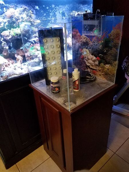 25 Gallon Rimless Aquarium/LED Light/ Cherry Stand/ Overflow Box $180 |  REEF2REEF Saltwater and Reef Aquarium Forum