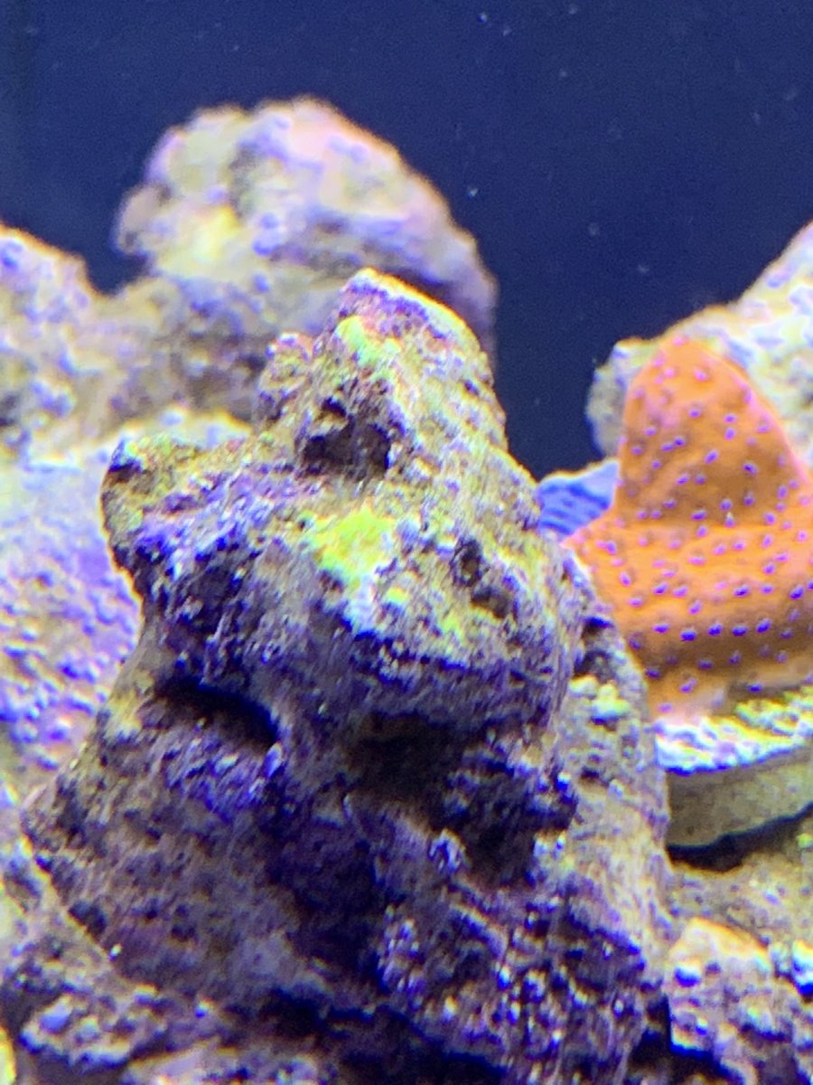 What do dinos look like when they first start? | REEF2REEF Saltwater ...