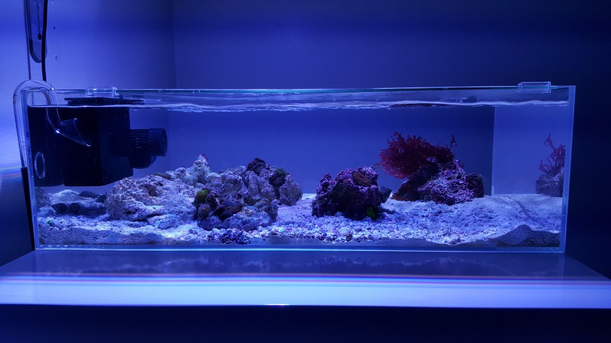 Nano Build - ADA 60f shallow ocean oasis | REEF2REEF Saltwater and Reef  Aquarium Forum