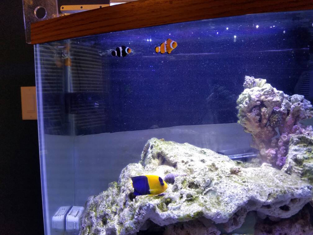 How To Get Crystal Clear Aquarium Water? - WAF
