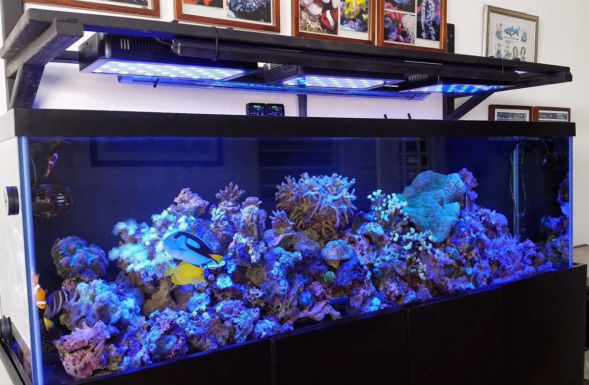 Build Thread - My 125 gallon reef tank new setup! | REEF2REEF Saltwater