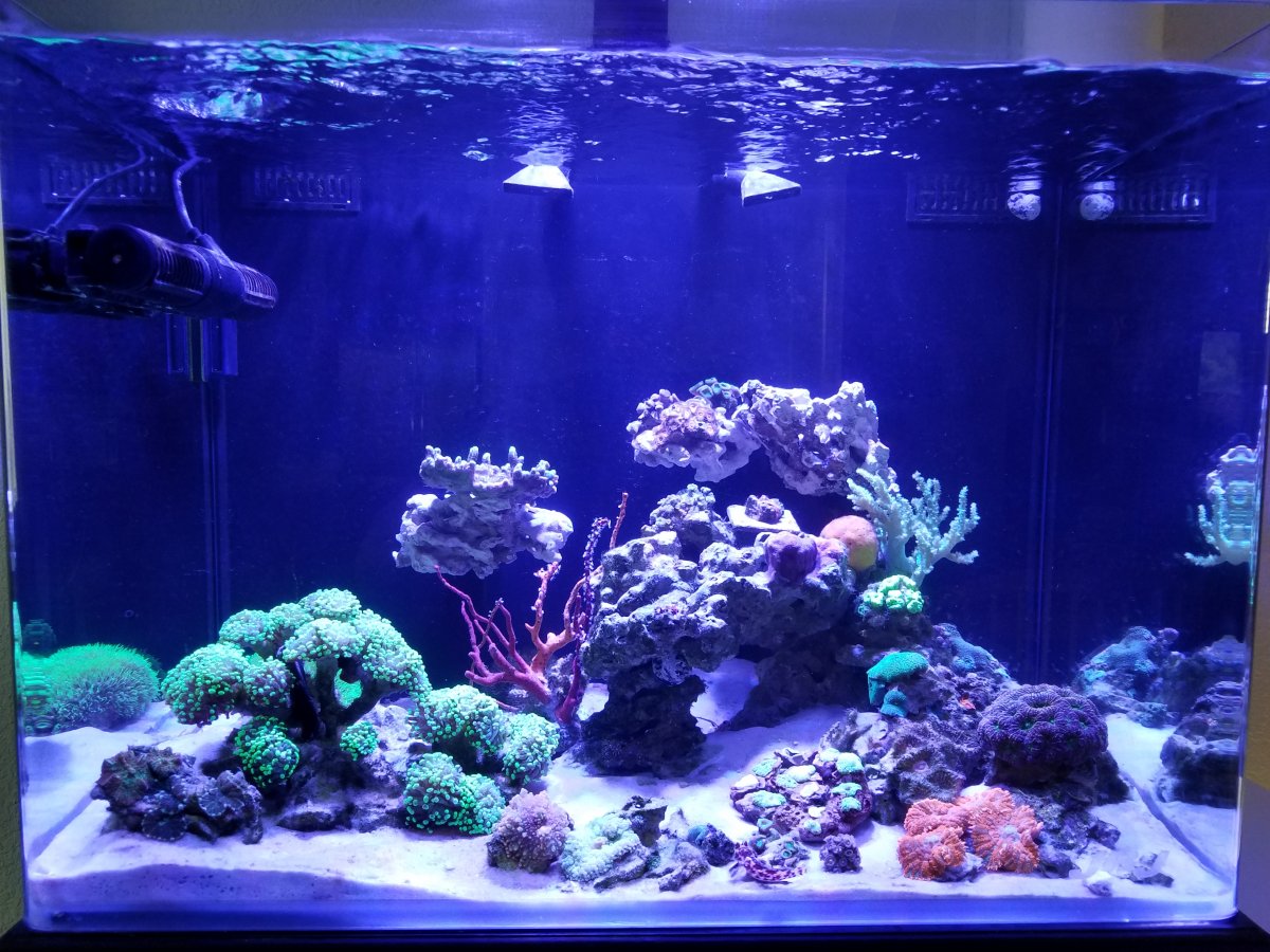 What DIY Project Are You Most Proud Of? | Page 4 | REEF2REEF Saltwater ...
