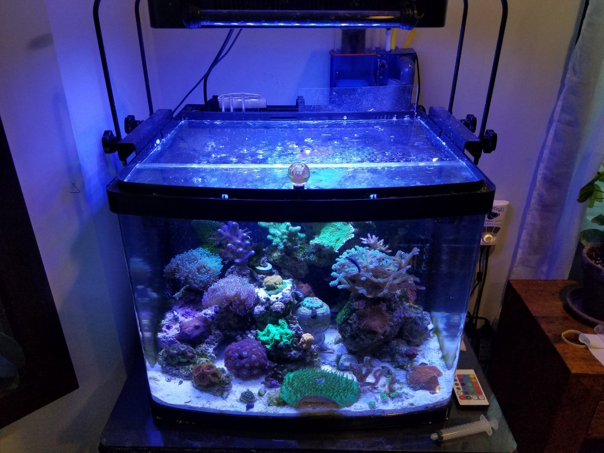 AIO Build - Upgrading my biocube 32! | REEF2REEF Saltwater and Reef  Aquarium Forum