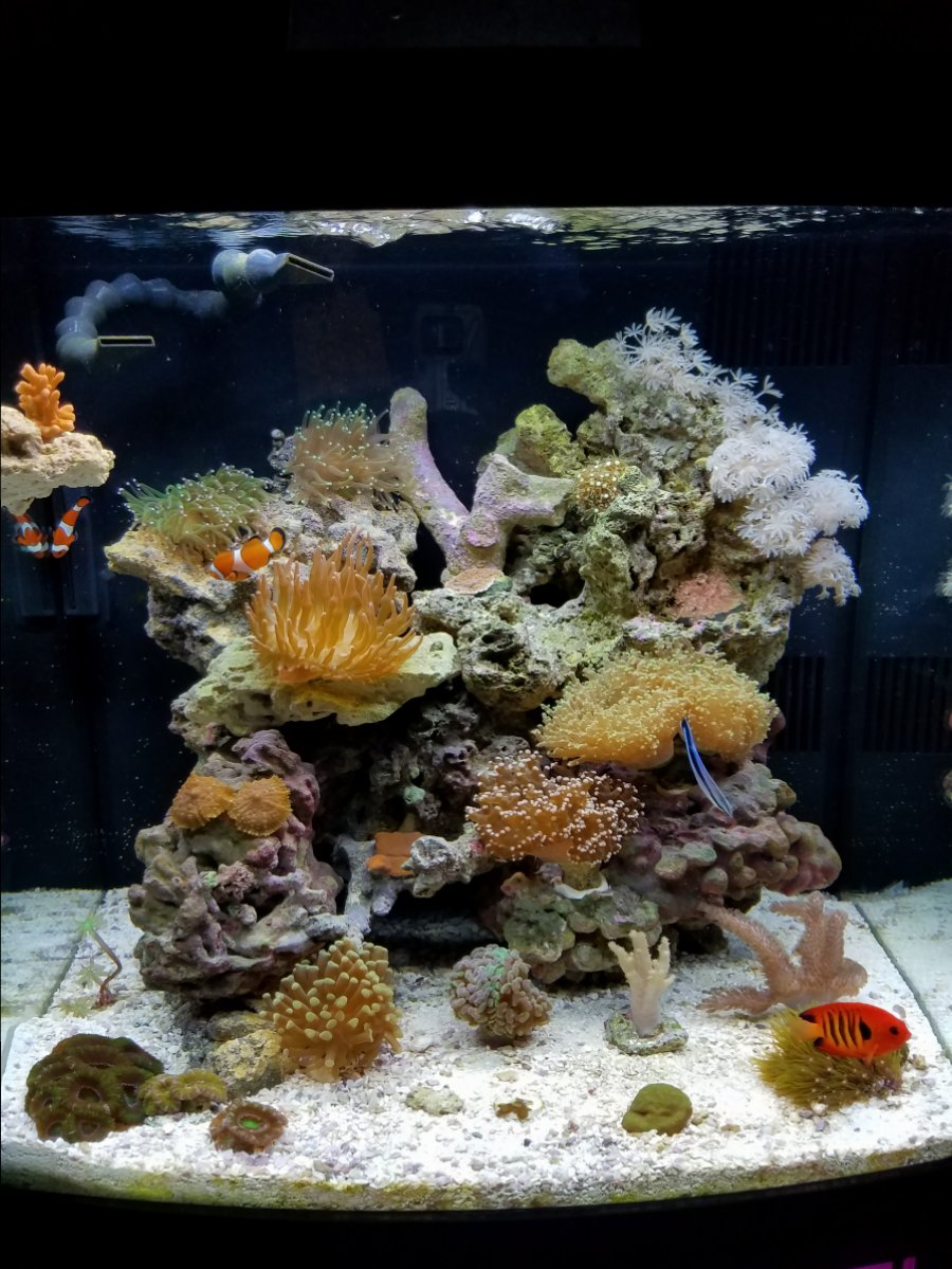 Show us your latest tank photo! | Page 4 | REEF2REEF Saltwater and Reef ...