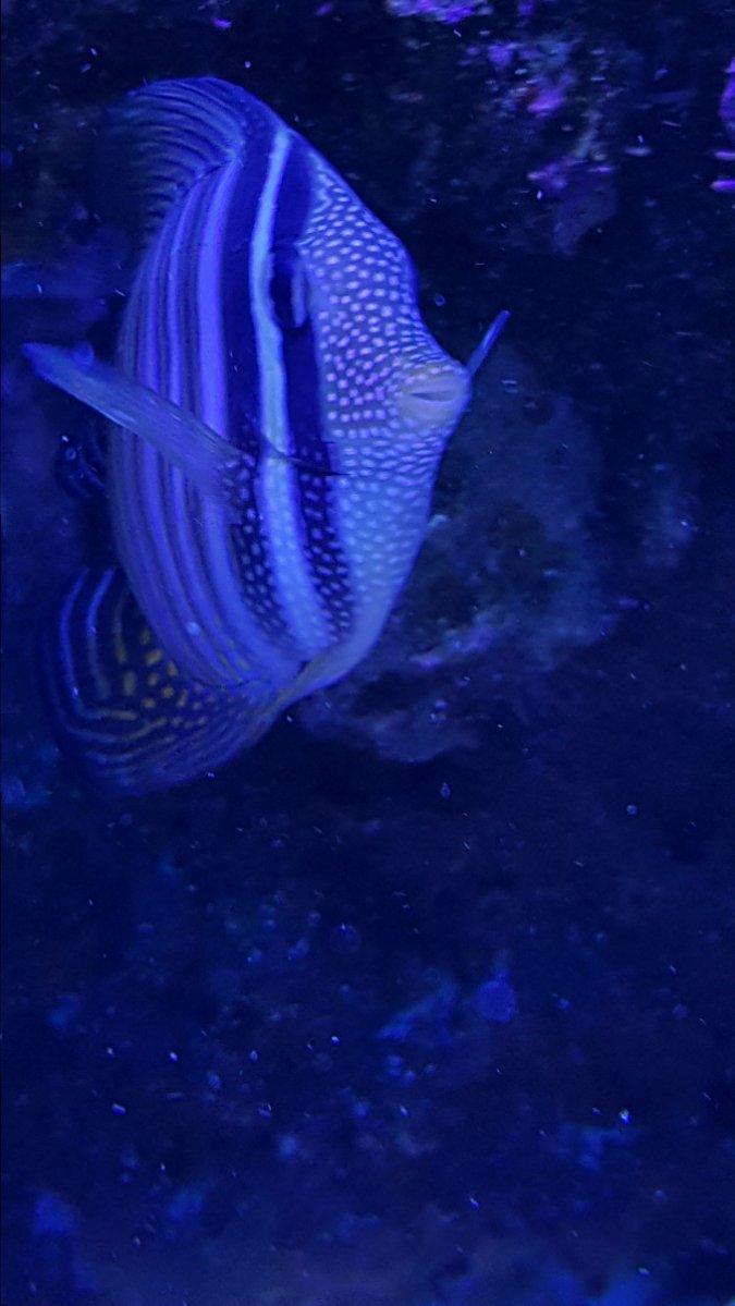 White patches on sailfin tang.. Should I be concerned? | Reef2Reef