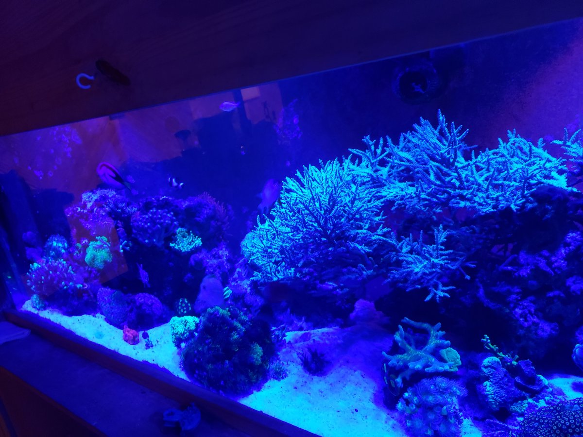 SPS lighting on a budget | Page 3 | REEF2REEF Saltwater and Reef Aquarium  Forum