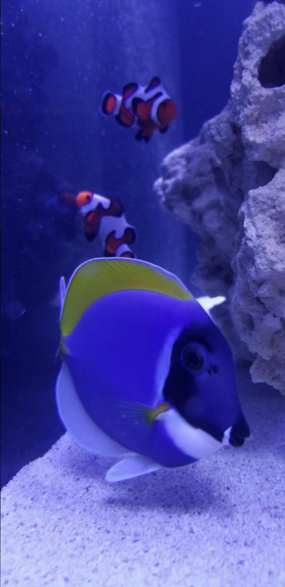 baby powder blue tang