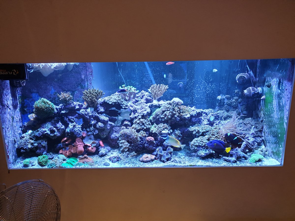 Mature tank needs your help | Page 2 | REEF2REEF Saltwater and Reef ...