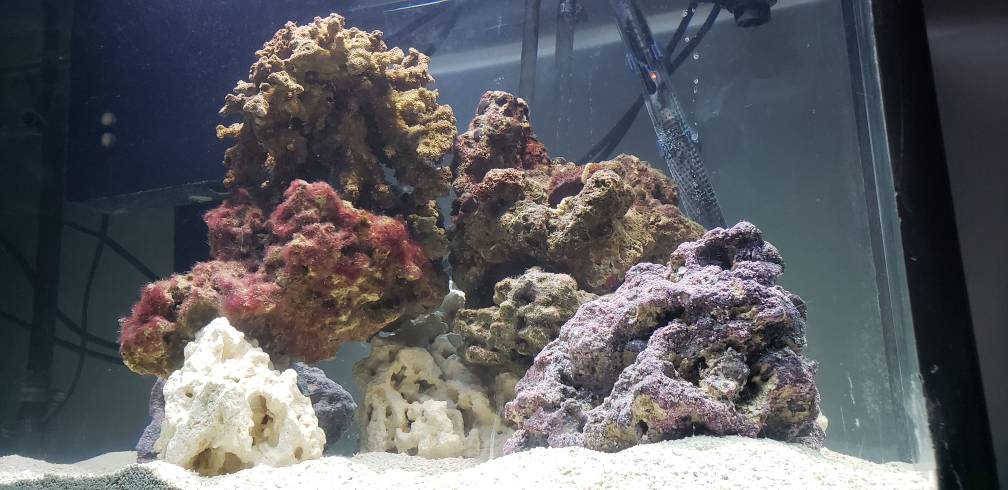 New Tank Aquascape REEF2REEF Saltwater And Reef Aquarium Forum   20190407 214524 Jpeg.1035282