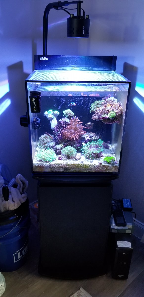 Florida - Red Sea Max Nano - Complete Running Setup - Florida Local Pick Up  Only | REEF2REEF Saltwater and Reef Aquarium Forum