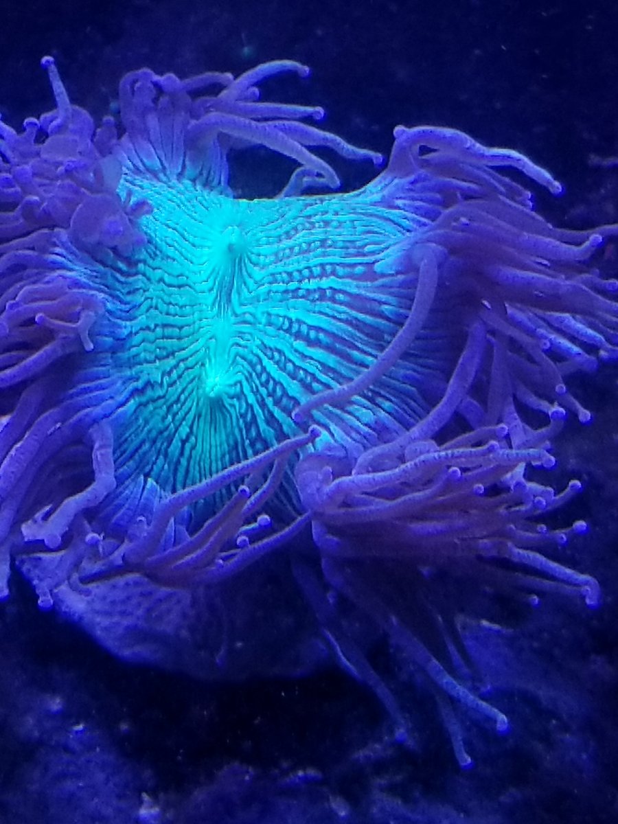 Elegance tentacles look thin | REEF2REEF Saltwater and Reef Aquarium Forum