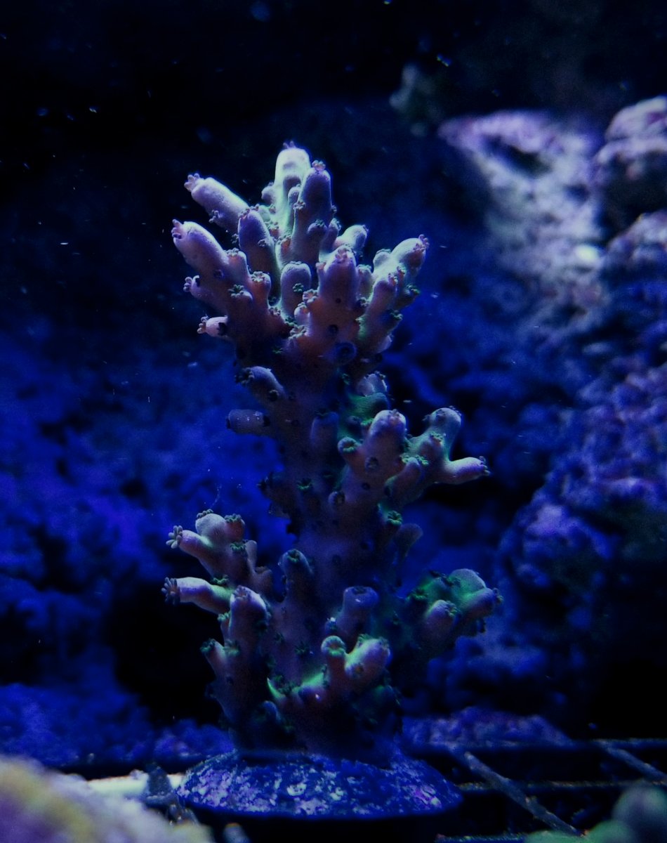 Aquacultured Marshall Island Purple & Green Acro Coral (Acropora sp.) - ORA  