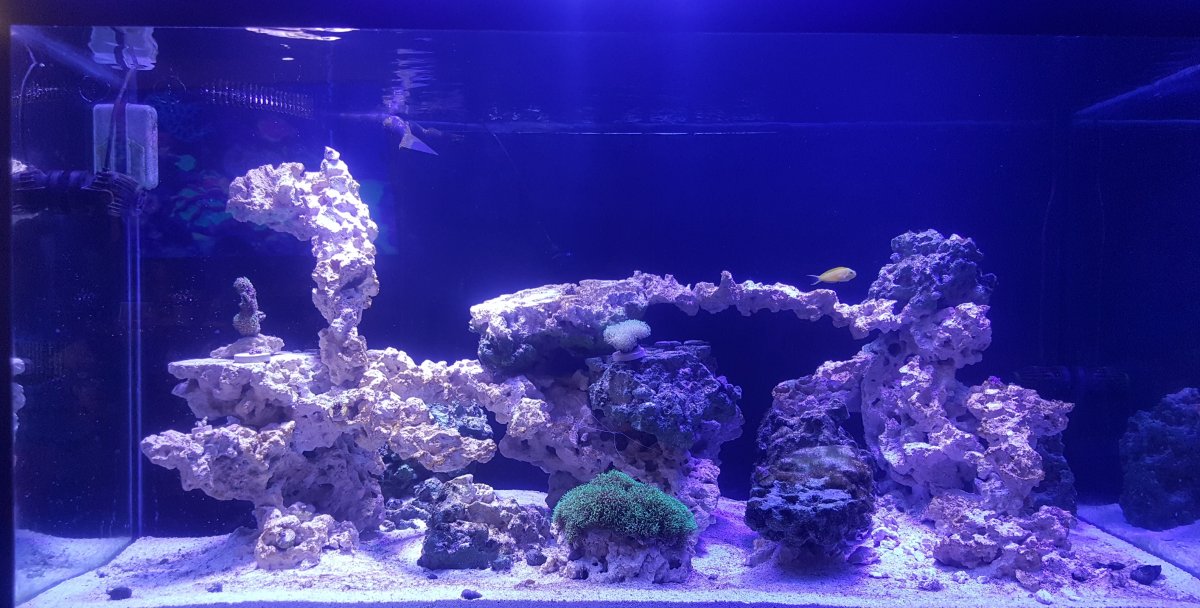 The appearance of an LPS coral at depth with natural and artificial  lighting, Reef Builders