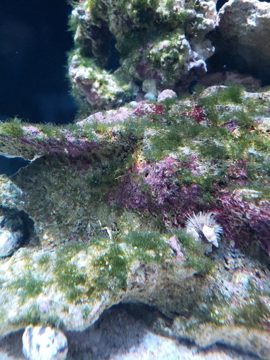 Green hair algae | REEF2REEF Saltwater and Reef Aquarium Forum