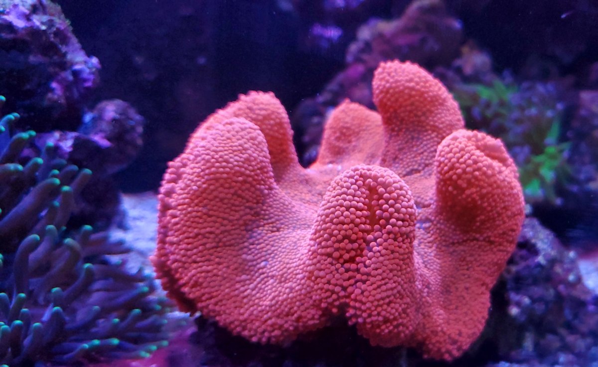 Red carpet anemone | REEF2REEF Saltwater and Reef Aquarium Forum